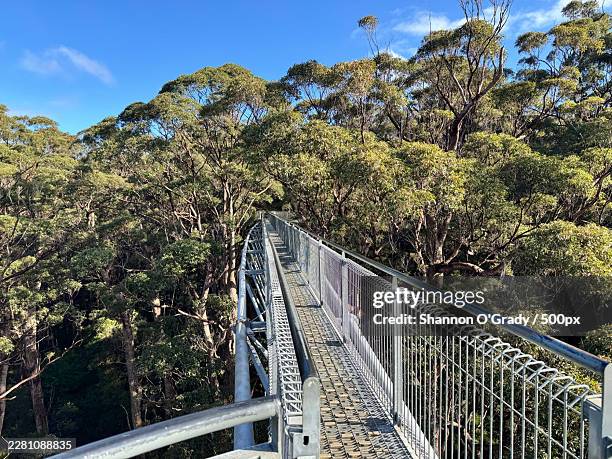 elevated walkway through a lush green forest canopy under a clear blue sky,australia - elevated walkway stock pictures, royalty-free photos & images