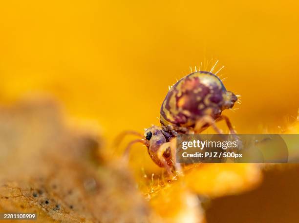 close-up of a tiny springtail insect with a patterned body on a vibrant orange leaf, showcasing its delicate features and the intricate details of nature - springtail stock pictures, royalty-free photos & images