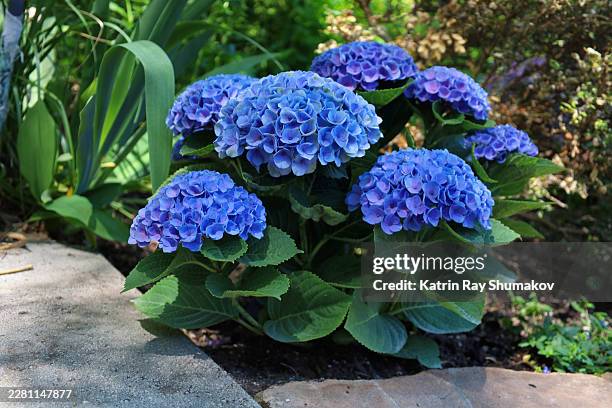 fabulous hydrangeas garden - climbing hydrangea stock pictures, royalty-free photos & images