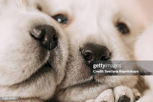 two cute golden retriever puppies resting side by side - golden retriever stock pictures, royalty-free photos & images