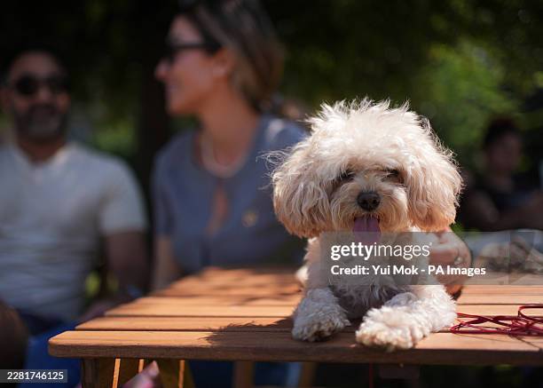 Naia, a 2-year-old toy poodle, rests on a table in the warm weather in Potters Fields Park, London. Heatwave conditions are forecast for parts of the...