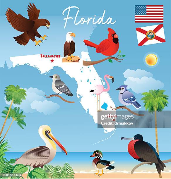 florida birds and wildlife vector map - blue jay stock illustrations