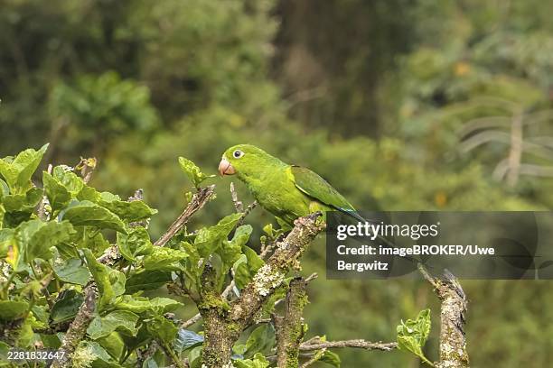 plain parakeet perched on a branch against defocused natural background, itatiaia, rio de janeiro, brazil - plain parakeet stock pictures, royalty-free photos & images