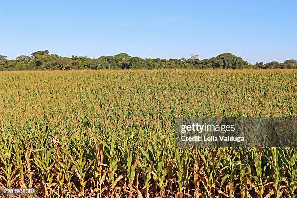 panoramic view of young corn field. with forest background - solid ground stock pictures, royalty-free photos & images