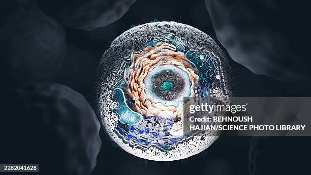 animal cell, illustration - cytoskeleton stock illustrations