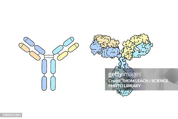 antibody igg structure, illustration - immunotherapy stock illustrations