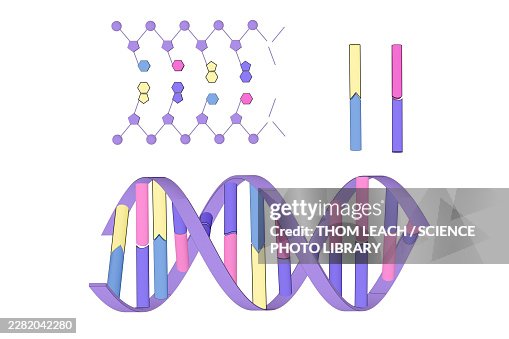 DNA structure, illustration DNA structure, illustration
