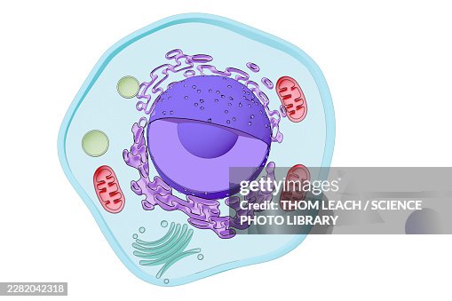 Eukaryotic cell structure, illustration Eukaryotic cell structure, illustration