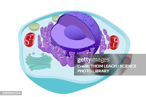 Eukaryotic cell structure, illustration Eukaryotic cell structure, illustration