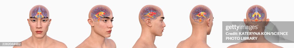 Brain ventricular system, illustration Brain ventricular system, illustration