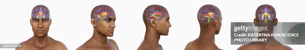Brain ventricular system, illustration Brain ventricular system, illustration