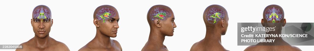 Third brain ventricle, illustration Third brain ventricle, illustration