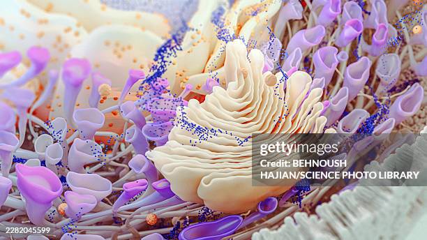 golgi complex and smooth endoplasmic reticulum, illustration - golgi body stock illustrations