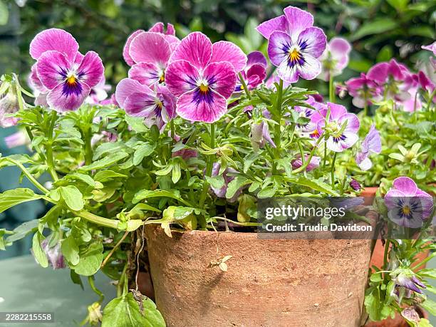 viola faces - pansy stock pictures, royalty-free photos & images