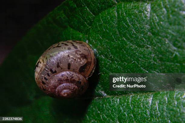 Snail sits on a persimmon tree leaf in a country garden in Sangju, South Korea, on June 23, 2026.
