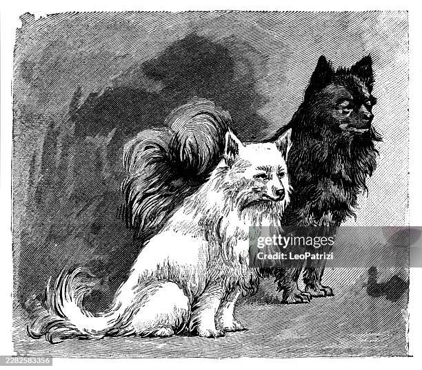 a captivating artistic presentation displaying a white and a black pomeranian lap dog side-by-side - two puppies stock illustrations
