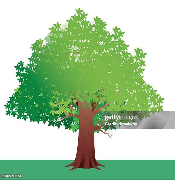 mugla sigla tree - asia forest drone stock illustrations