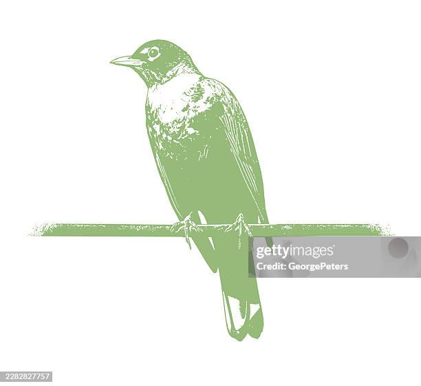 american robin perching on a wire - robin vector stock illustrations