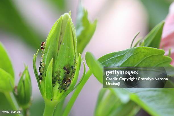 ants and aphid colony on hibiscus bud. - backyard pests stock pictures, royalty-free photos & images