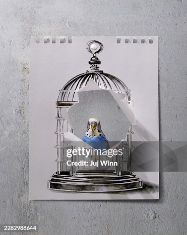 Bird Breaking Through Drawing of Cage Bird Breaking Through Drawing of Cage