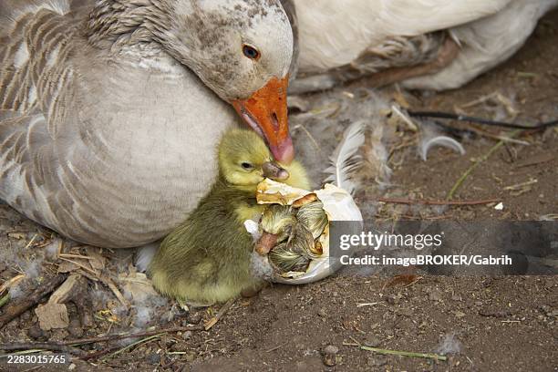 mother goose helping to break the shell for her chick to be born on the farm - swan mussel stock pictures, royalty-free photos & images