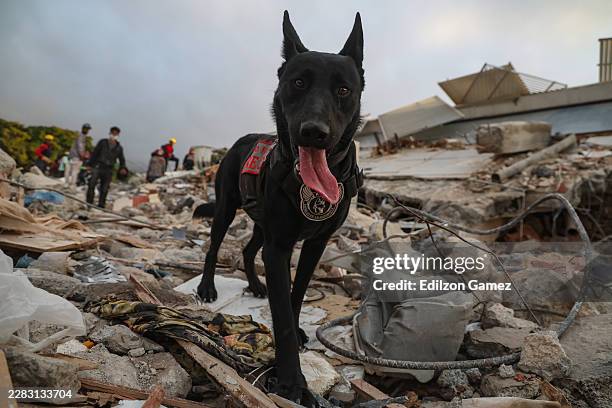 Search and rescue dog, part of the USAR Ángeles de la Autopista team search for victims amid debris of a demolished building at Caraballeda after a...