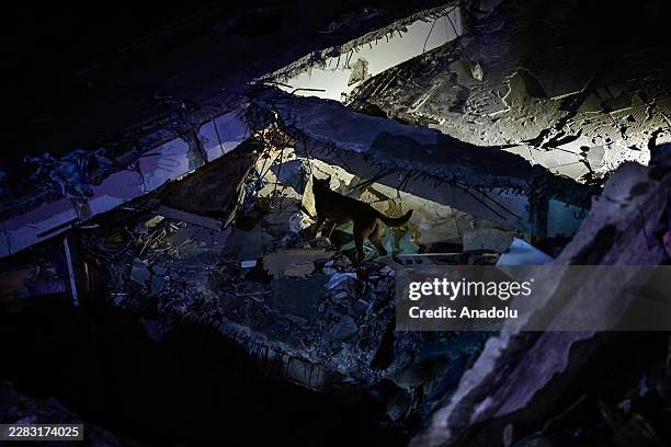 Rescue dog is seen as Turkish search and rescue teams, including specialist personnel from the Disaster and Emergency Management Authority and the...