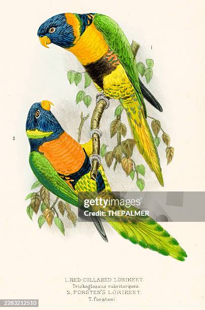 red-collared lorikeet and forsten's lorikeet 1855 - colorful feathers stock illustrations