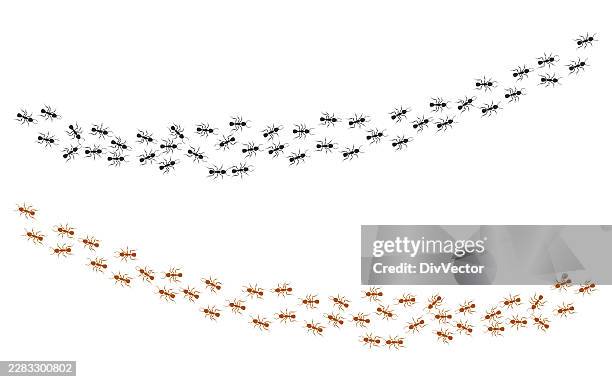 ants vector illustration - ants marching stock illustrations