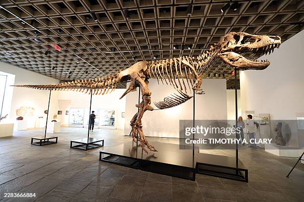 Gus", a mounted Tyrannosaurus Rex skeleton, one of the largest T. Rex ever found, is pictured during a press preview at the Sotheby's Breuer building...