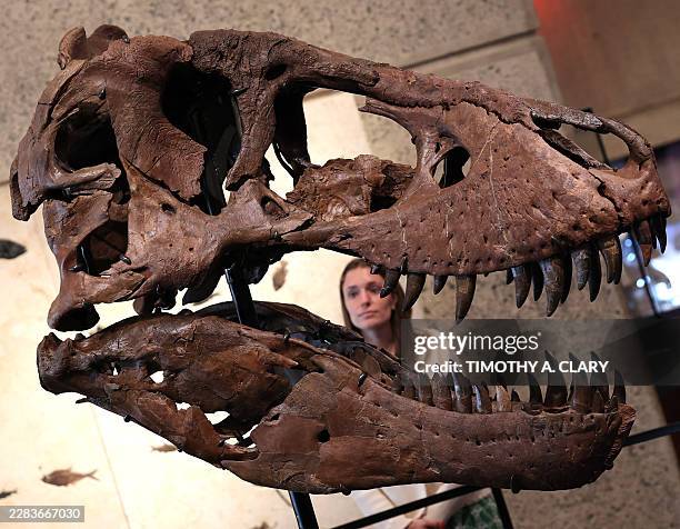 The head of "Gus", part of a Tyrannosaurus Rex skeleton, one of the largest T. Rex ever found, is pictured during a press preview at the Sotheby's...