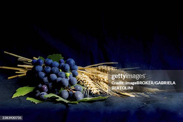 wheat grapes bread and crown of thorns on black background as a symbol of christianity, argentina, argentina - coroa de espinhos imagens e fotografias de stock