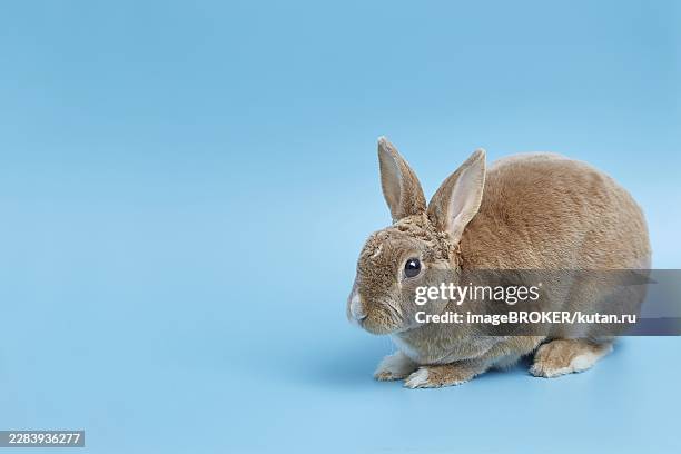 decorative dwarf rex rabbit on a blue background. easter banner with copy space - rex rabbit stock pictures, royalty-free photos & images