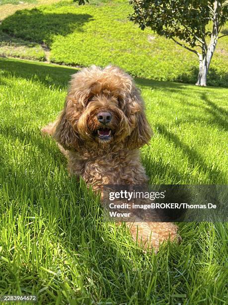 cute fluffy cavapoo dog on the grass in a park - cavapoo stock pictures, royalty-free photos & images