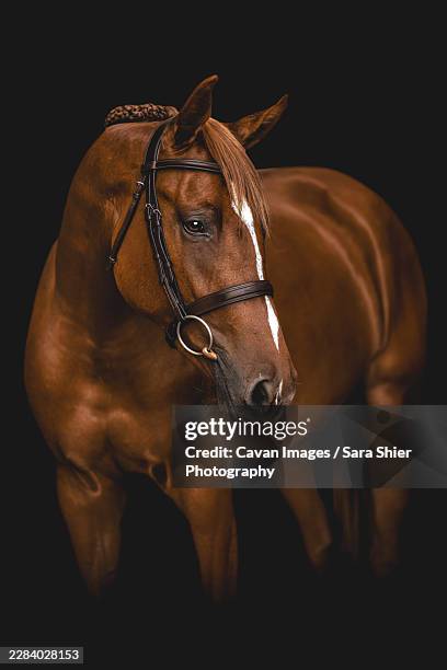 beautiful chestnut horse with braided mane poses - sara matter stock pictures, royalty-free photos & images