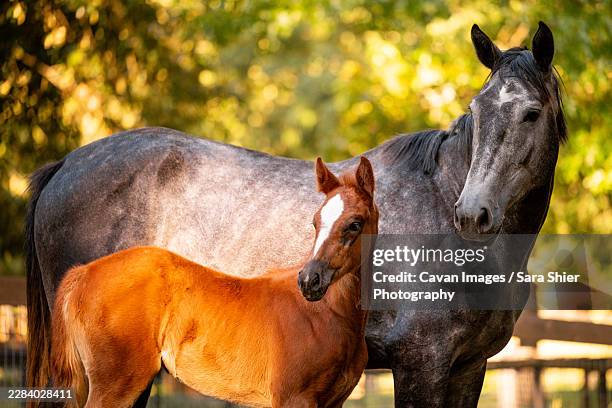 young chestnut foal with its dapple grey mare - mare stock pictures, royalty-free photos & images