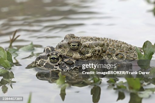 Green toad, Bufotes viridis Green toad, Bufotes viridis