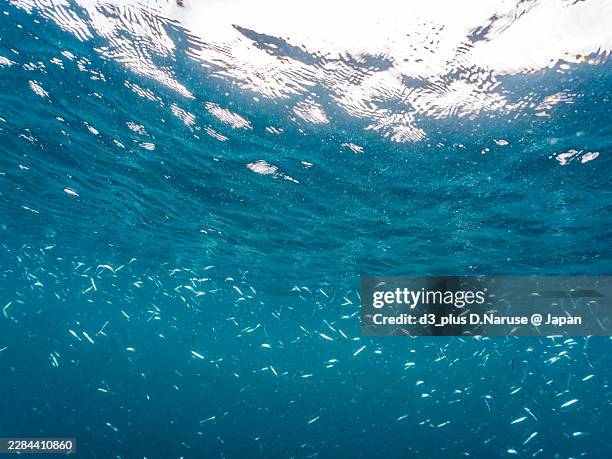silver-stripe round herrings, spratelloides gracilis, a fish school.hirizo beach, minamiizu, shizuoka, japan -2025 - pacific herring stock pictures, royalty-free photos & images