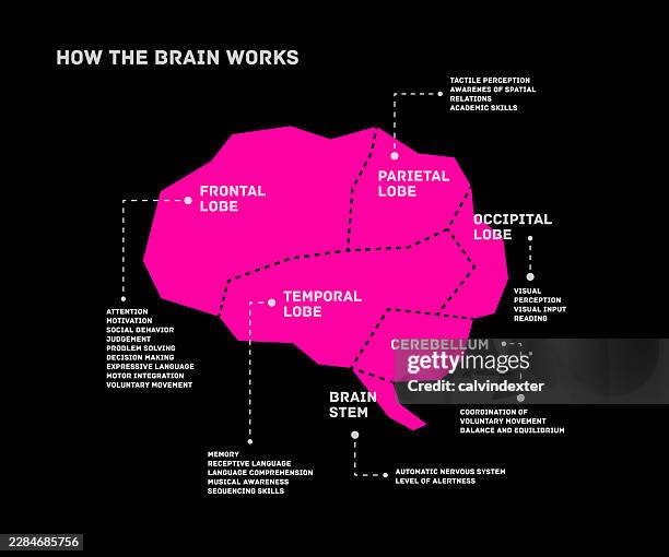 brain infographic names and functions - brain stem stock illustrations