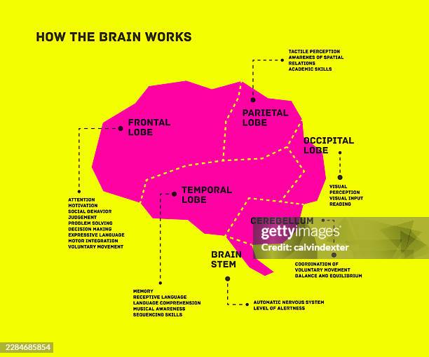 brain infographic names and functions - brain stem stock illustrations