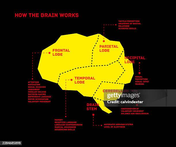 brain infographic names and functions - brain stem stock illustrations