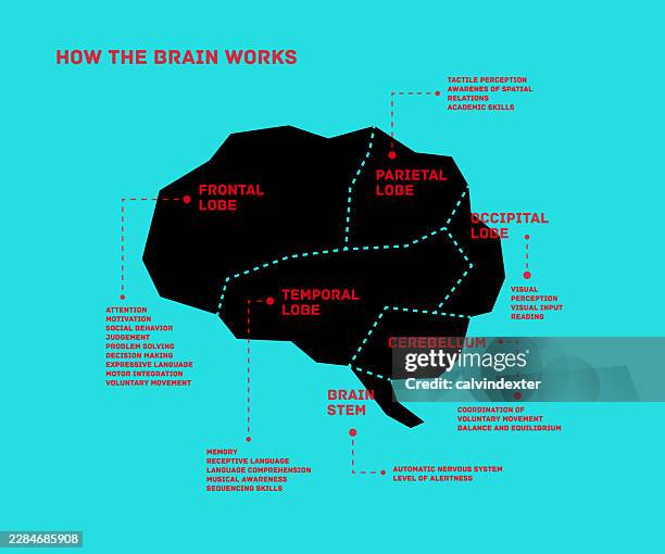 brain infographic names and functions - brain stem stock illustrations