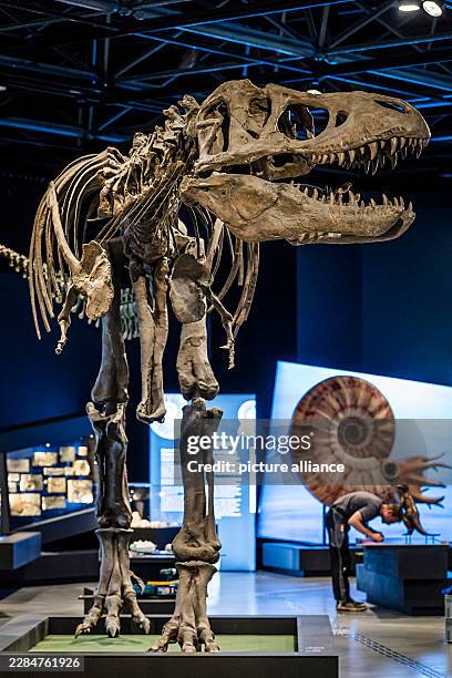 July 2026, North Rhine-Westphalia, Münster : A model of a Tyrannosaurus rex at the state paleontological exhibition "Survival Among Dinosaurs and...