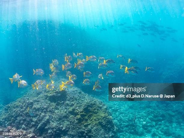 blue-spotted sea perch, lutjanus stellatus,greater amberjack, seriola dumerili,rabbitfish, siganus fuscescens,whitesaddle goatfish, parupeneus ciliatus,and others.fish school.hirizo beach, nakagi port, minami-izu, izu peninsula, shizuoka pref, japan - greater amberjack stock pictures, royalty-free photos & images