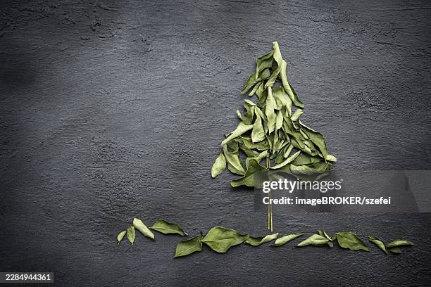 dry curry leaves over dark background. top view with copy space - meliaceae stock pictures, royalty-free photos & images
