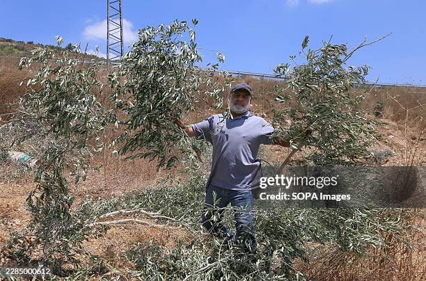 Palestinian carries olive tree branches uprooted by Israeli military bulldozers in the village of Madama, south of Nablus in the West Bank. During...