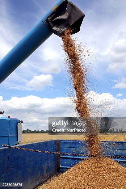 Combine harvester unloads harvested grain into a trailer in a field at the Yarovitan farm in the village of Farbovane, Boryspil district, Kyiv...