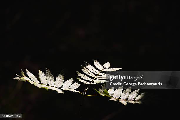 plant leaves illuminated by the sun in dark background - ice crystal stock pictures, royalty-free photos & images