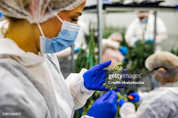 professional cannabis grower holding big bud with protective gloves - thc stock pictures, royalty-free photos & images