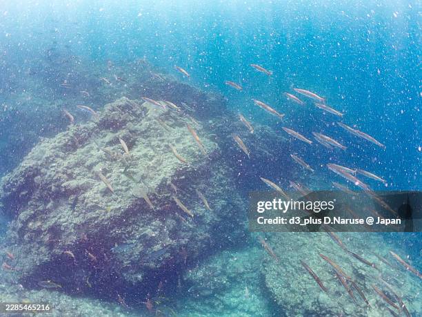 yellowtail barracuda, sphyraena obtusata,greater amberjack, seriola dumerili,whitesaddle goatfish, parupeneus ciliatus,and others.fish school.hirizo beach, nakagi port, minami-izu, izu peninsula, shizuoka pref, japan. -2025. - greater amberjack stock pictures, royalty-free photos & images